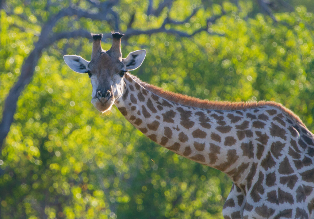 Close-up of a giraffe with green foliage in the background.