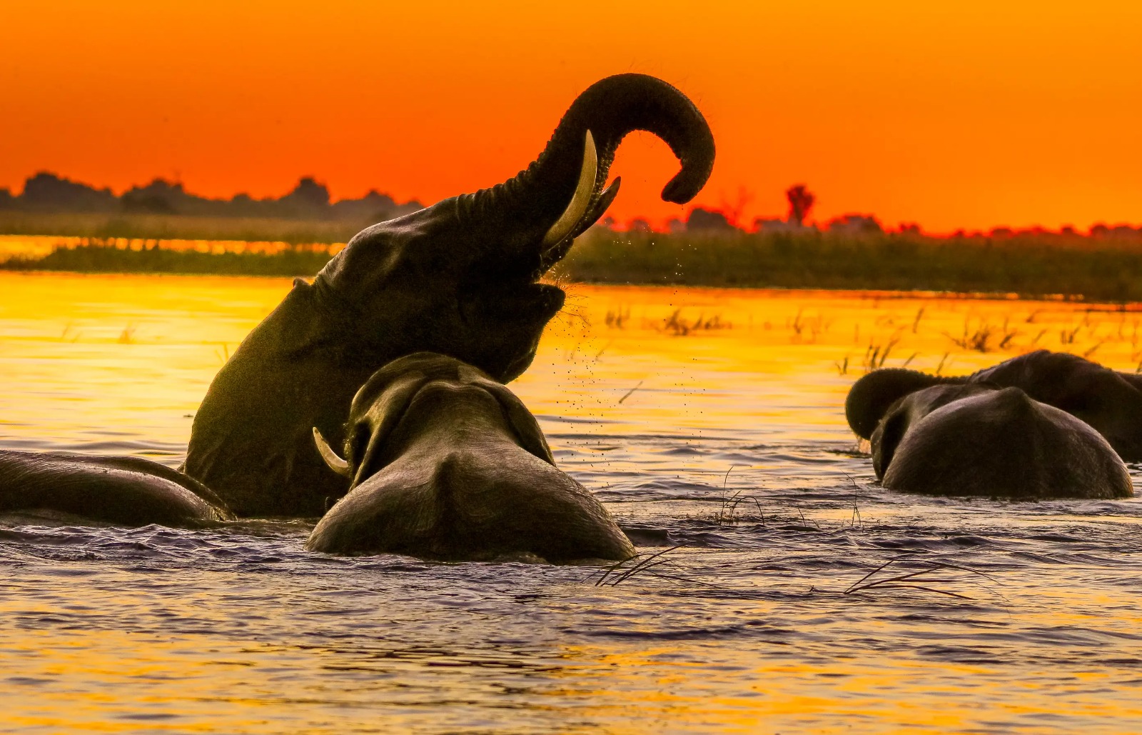 Elephants bathing in a river at sunset.